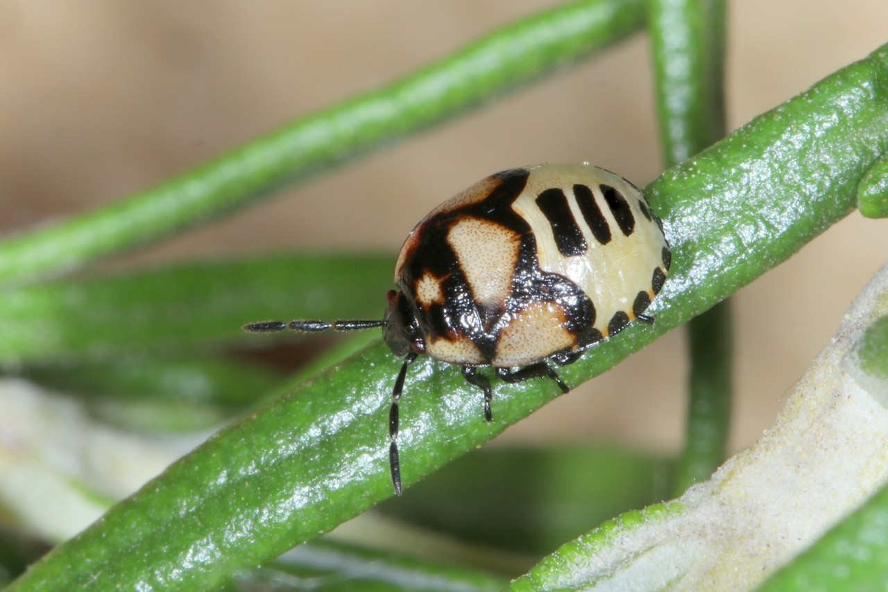 Tritomegas bicolor (Linnaeus, 1758) - Punaise noire à 4 taches blanches (juvénile stade V)