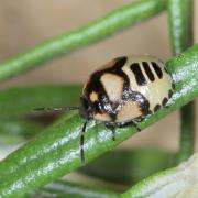 Tritomegas bicolor (Linnaeus, 1758) - Punaise noire à 4 taches blanches (juvénile stade V)