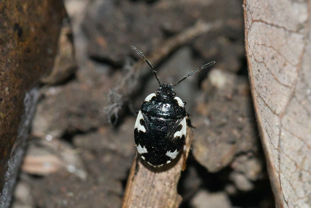 Tritomegas rotundipennis (Dohrn, 1862) 