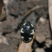 Tritomegas rotundipennis (Dohrn, 1862) 