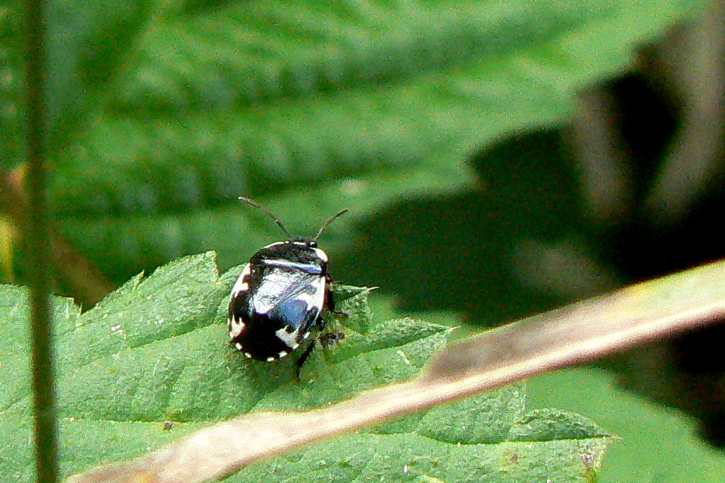 Tritomegas rotundipennis (Dohrn, 1862) 