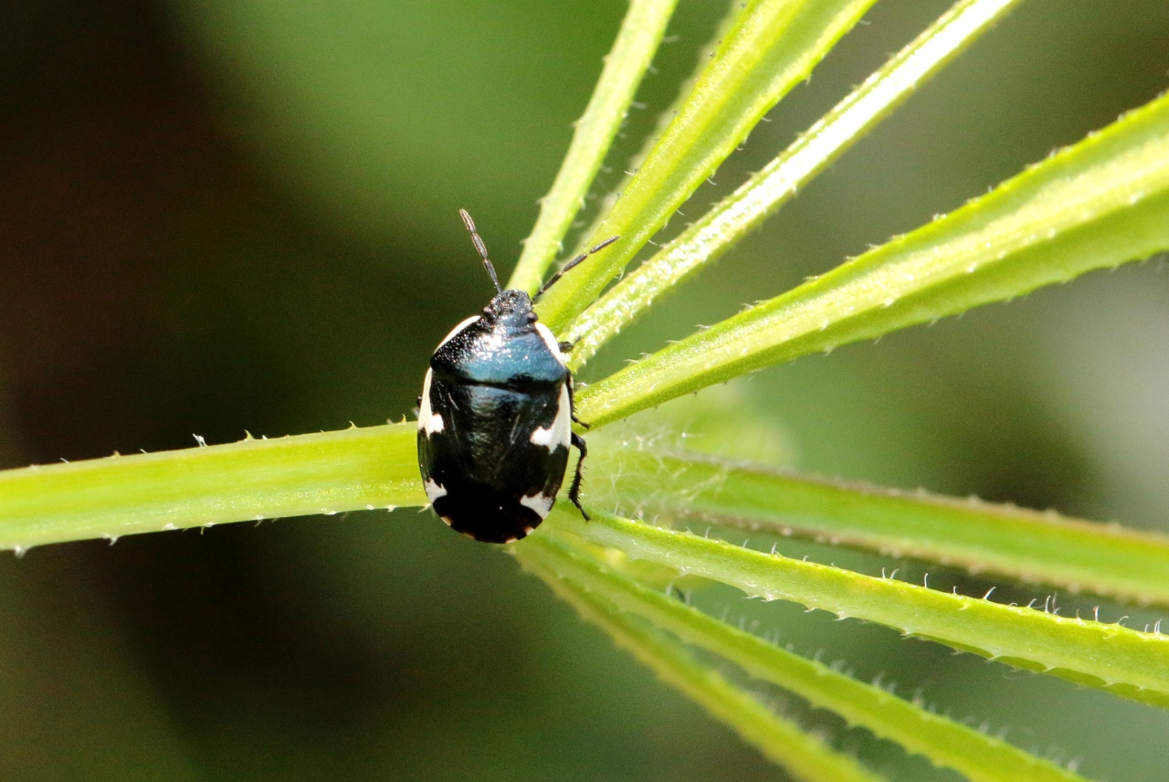 Tritomegas sexmaculatus (Rambur, 1839)