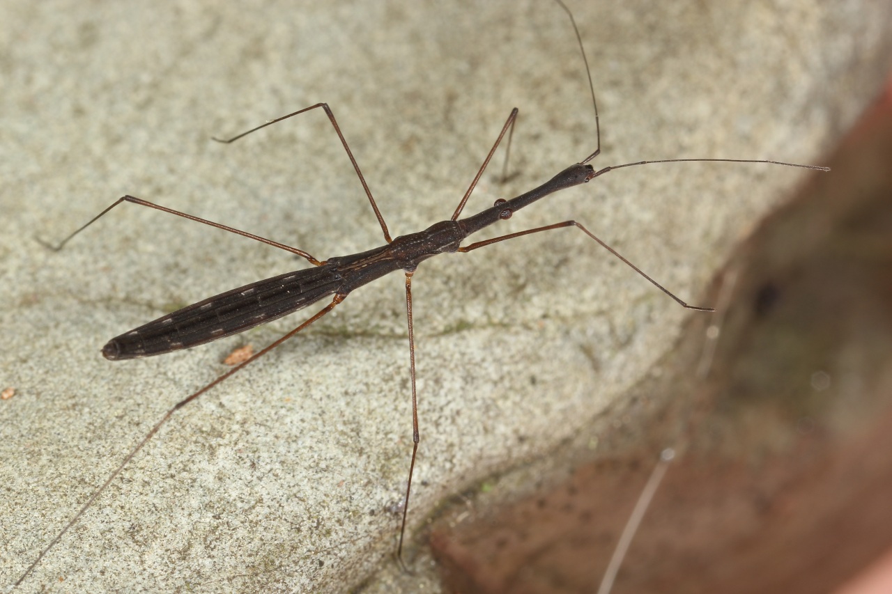 Hydrometra stagnorum (Linnaeus, 1758) - Hydromètre stagnant, des étangs