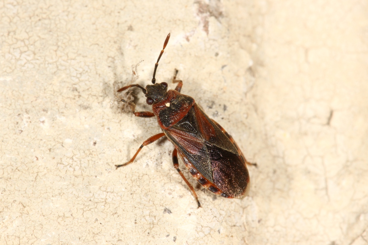 Arocatus melanocephalus (Fabricius, 1798) 