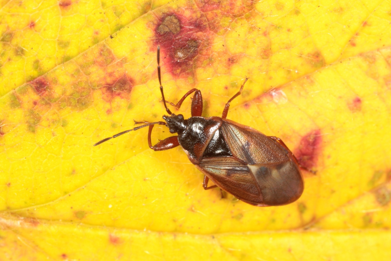 Gastrodes abietum Bergroth, 1914