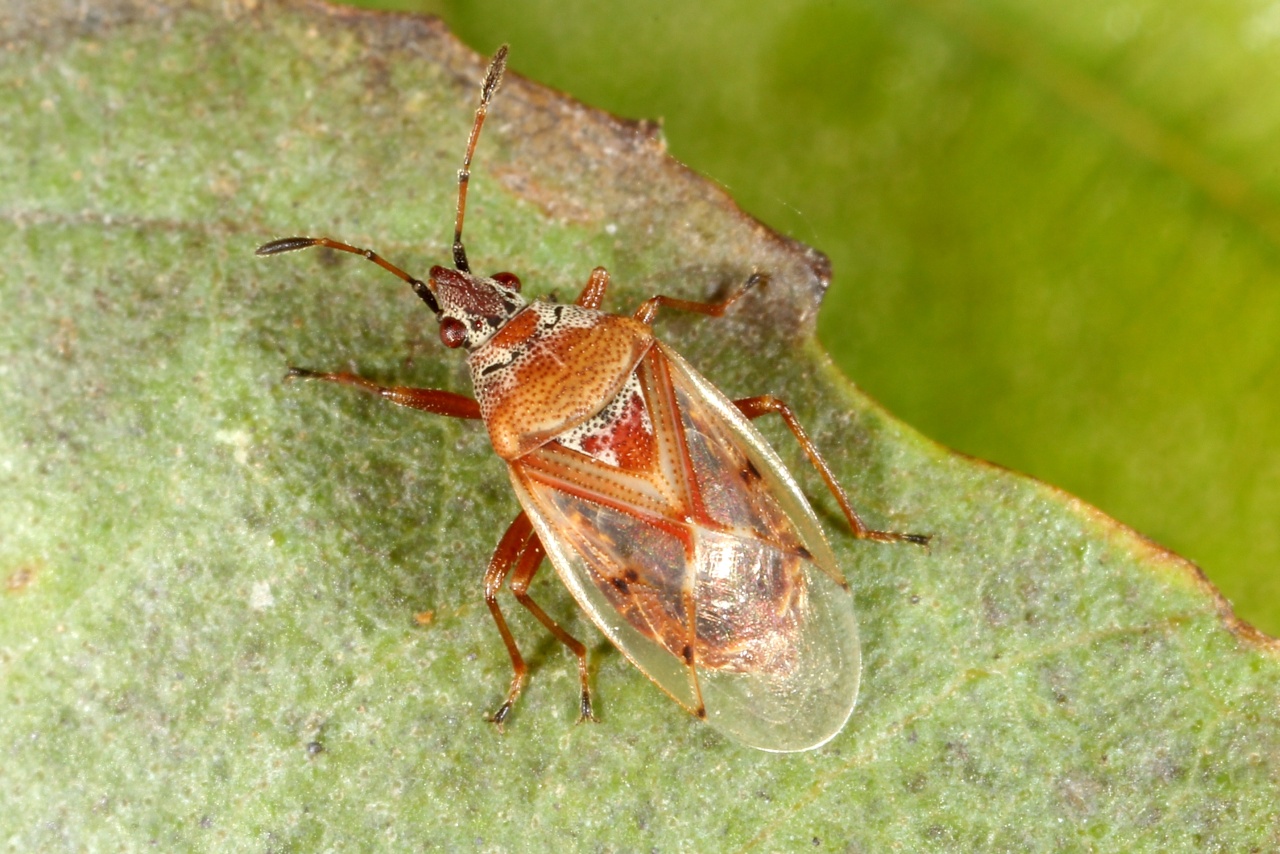 Kleidocerys resedae (Panzer, 1797) - Punaise des chatons du Bouleau