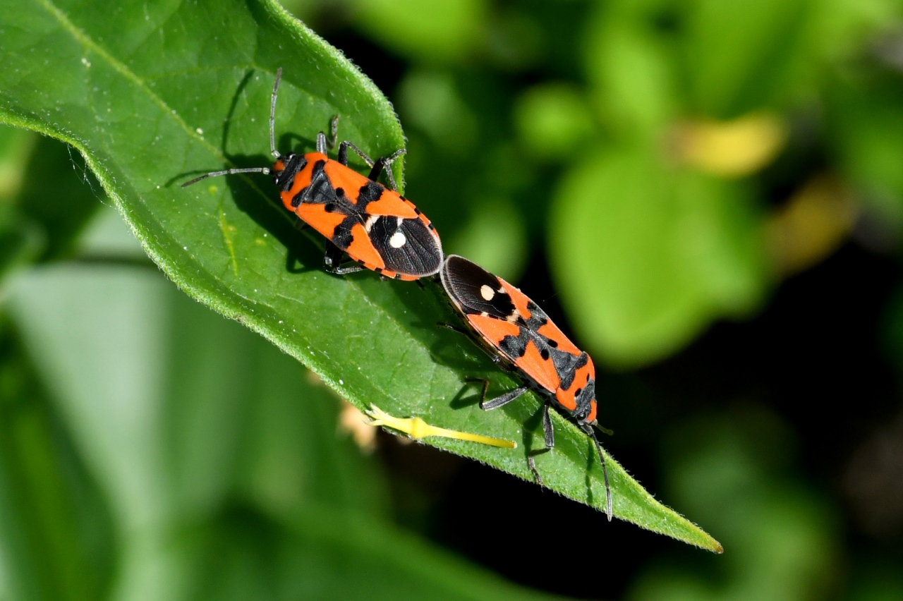 Lygaeus equestris (Linnaeus, 1758) - Punaise écuyère 