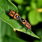 Lygaeus equestris (Linnaeus, 1758) - Punaise écuyère 