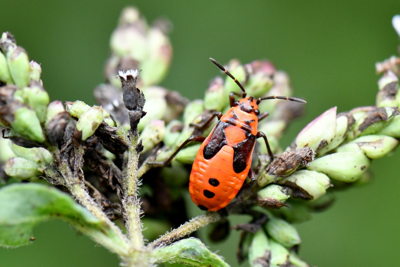 Lygaeus equestris (Linnaeus, 1758) - Punaise écuyère (larve)