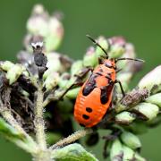 Lygaeus equestris (Linnaeus, 1758) - Punaise écuyère (larve)