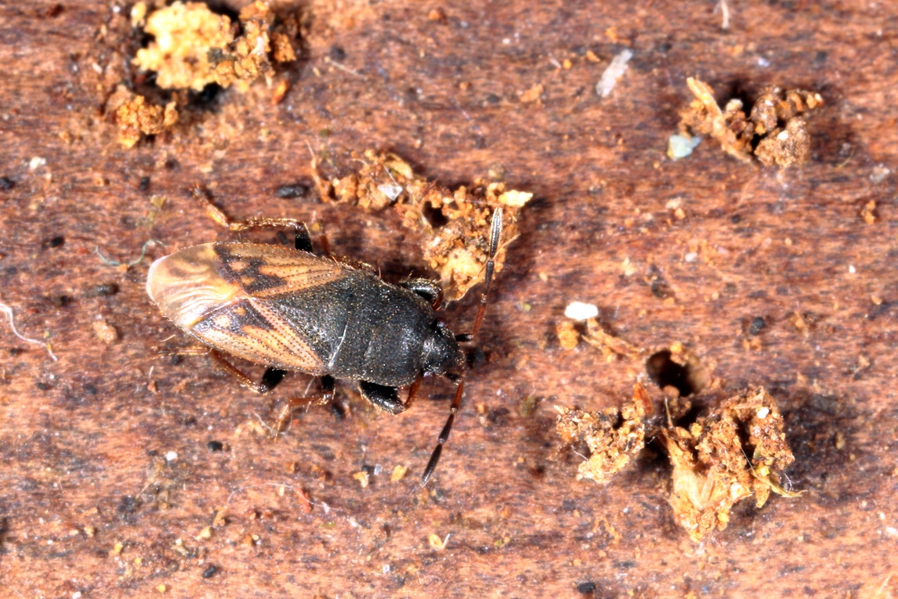 Megalonotus sabulicola (Thomson, 1870)