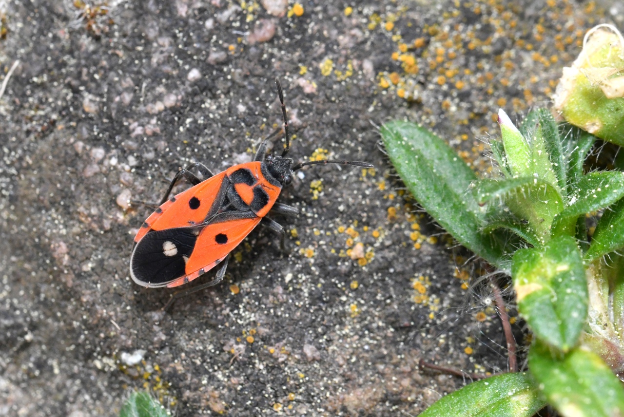 Melanocoryphus albomaculatus (Goeze, 1778) 