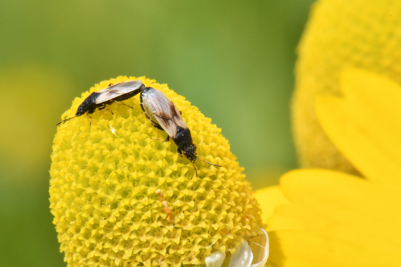 Metopoplax ditomoides (A. Costa, 1847) - Punaise de la Camomille