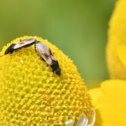 Metopoplax ditomoides (A. Costa, 1847) - Punaise de la Camomille