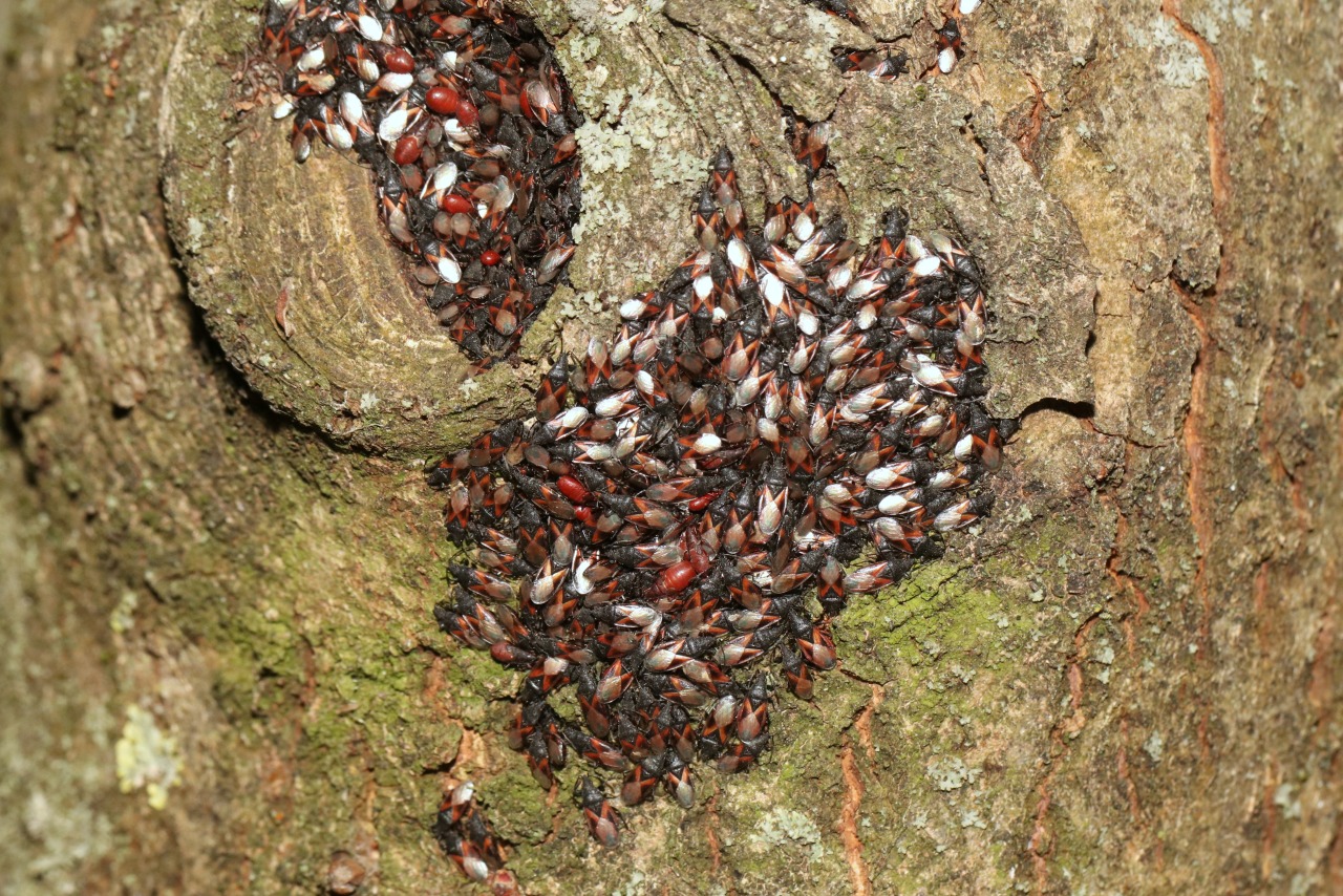 Oxycarenus lavaterae (Fabricius, 1787) - Punaise du Tilleul