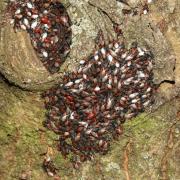 Oxycarenus lavaterae (Fabricius, 1787) - Punaise du Tilleul