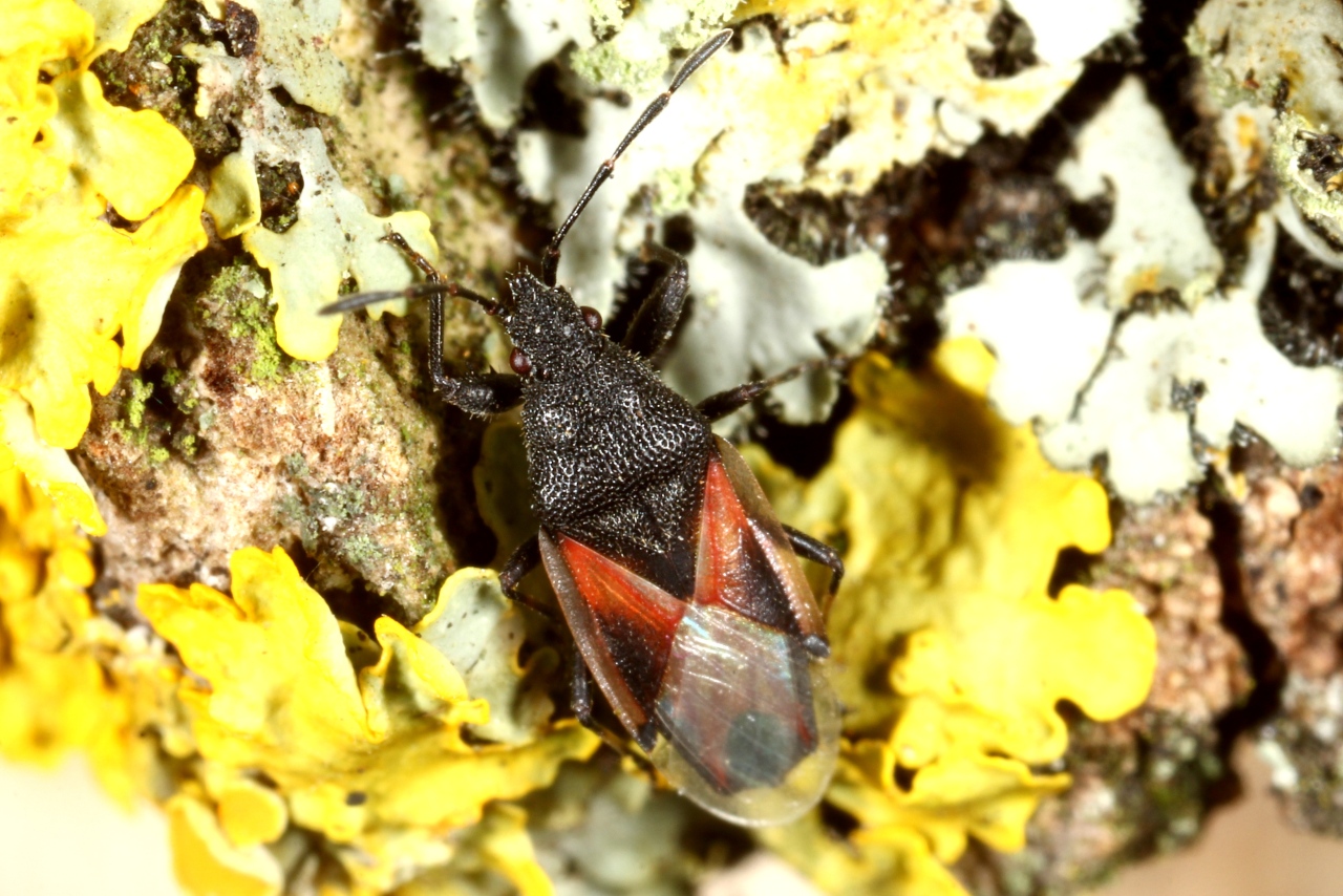 Oxycarenus lavaterae (Fabricius, 1787) - Punaise du Tilleul 