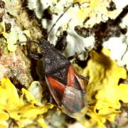 Oxycarenus lavaterae (Fabricius, 1787) - Punaise du Tilleul 