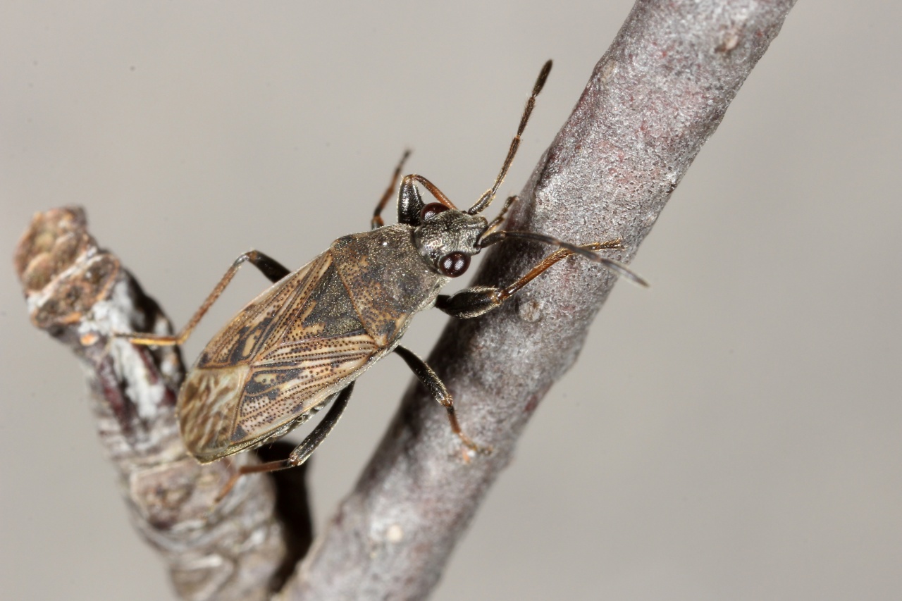 Peritrechus gracilicornis Puton, 1877