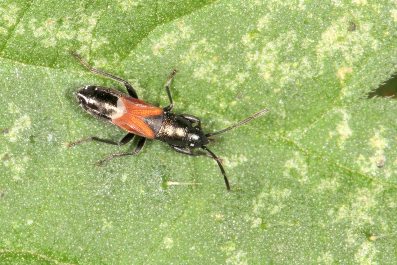 Pterotmetus staphyliniformis (Schilling, 1829) 