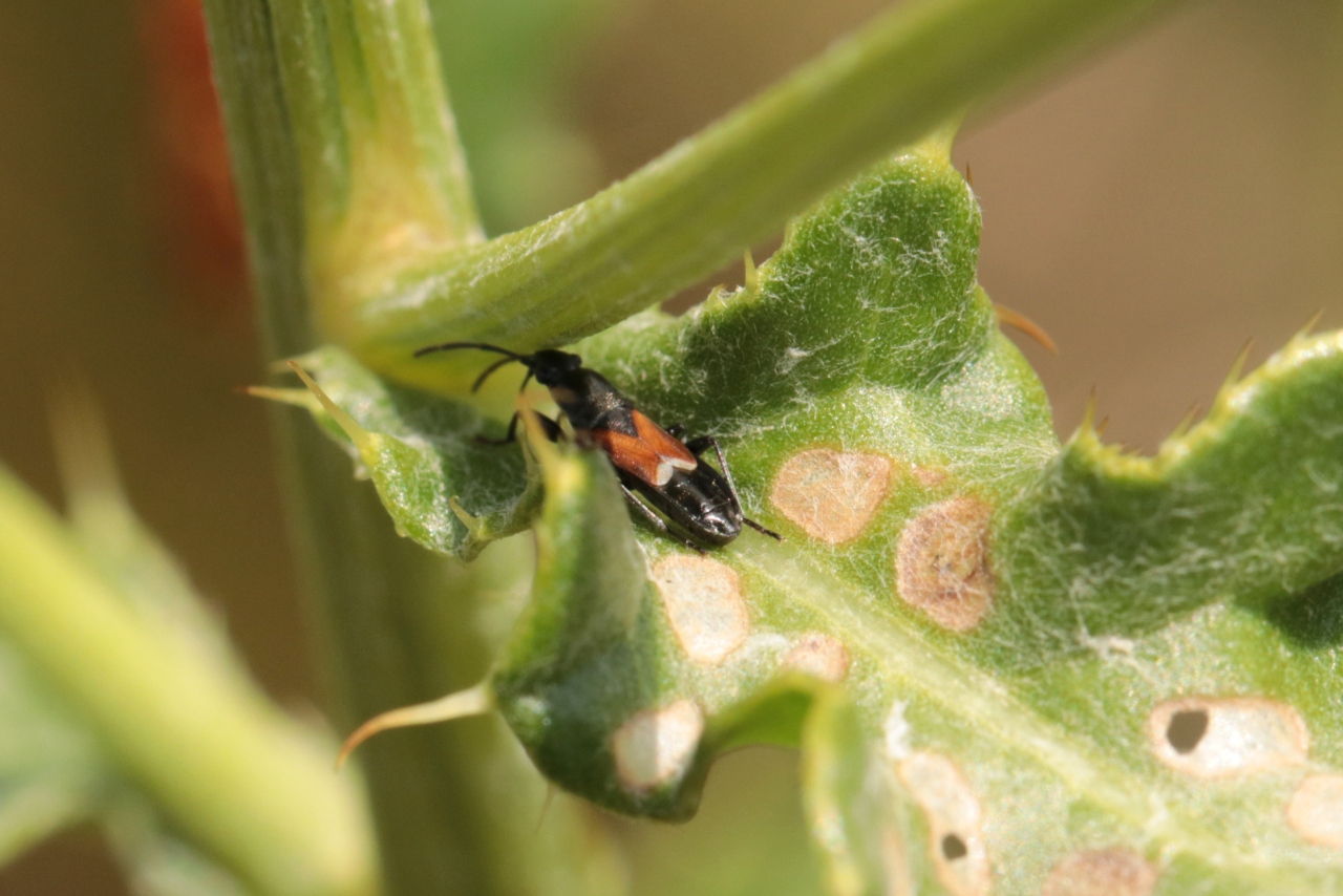 Pterotmetus staphyliniformis (Schilling, 1829)