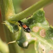 Pterotmetus staphyliniformis (Schilling, 1829)