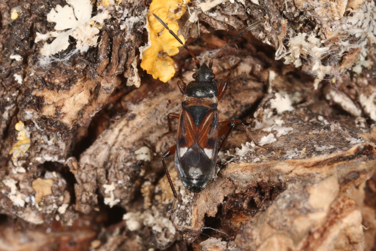 Raglius alboacuminatus (Goeze, 1778) 