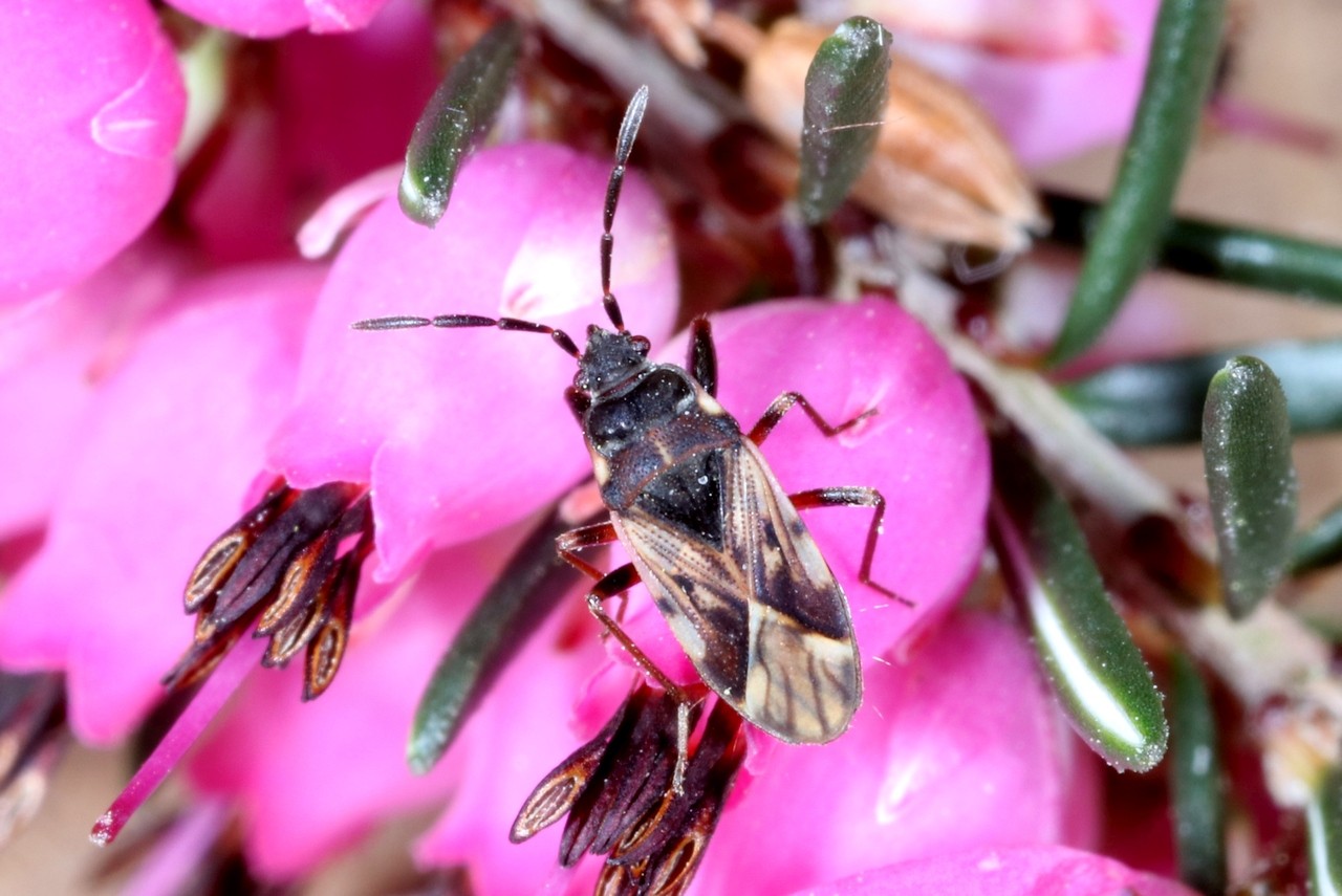 Scolopostethus decoratus (Hahn, 1833)