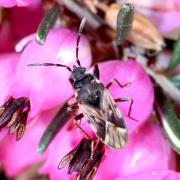 Scolopostethus decoratus (Hahn, 1833)