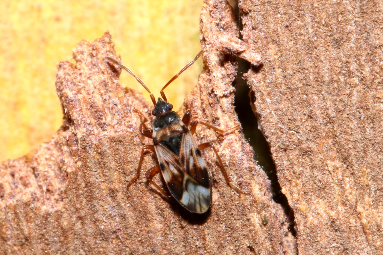 Scolopostethus pictus (Schilling, 1829)