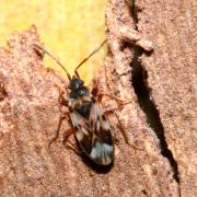 Scolopostethus pictus (Schilling, 1829)