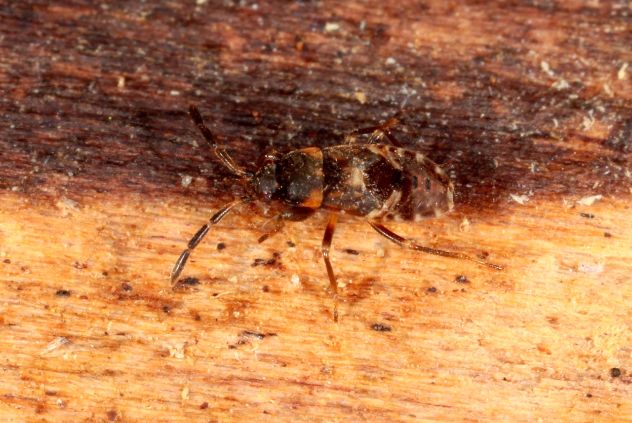 Scolopostethus sp