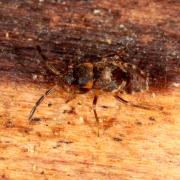 Scolopostethus sp