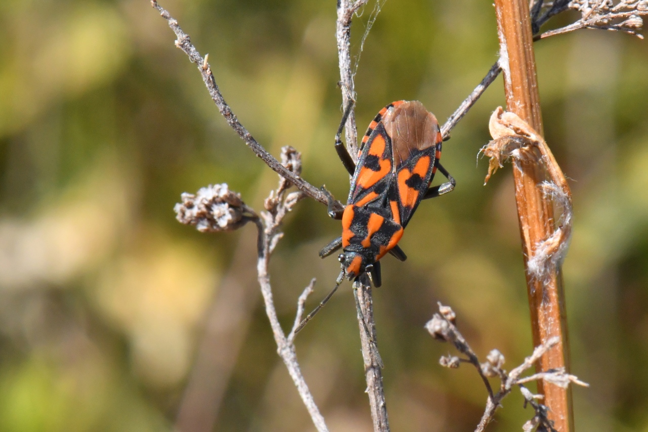 Spilostethus saxatilis (Scopoli, 1763) - Punaise à damier