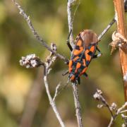 Spilostethus saxatilis (Scopoli, 1763) - Punaise à damier