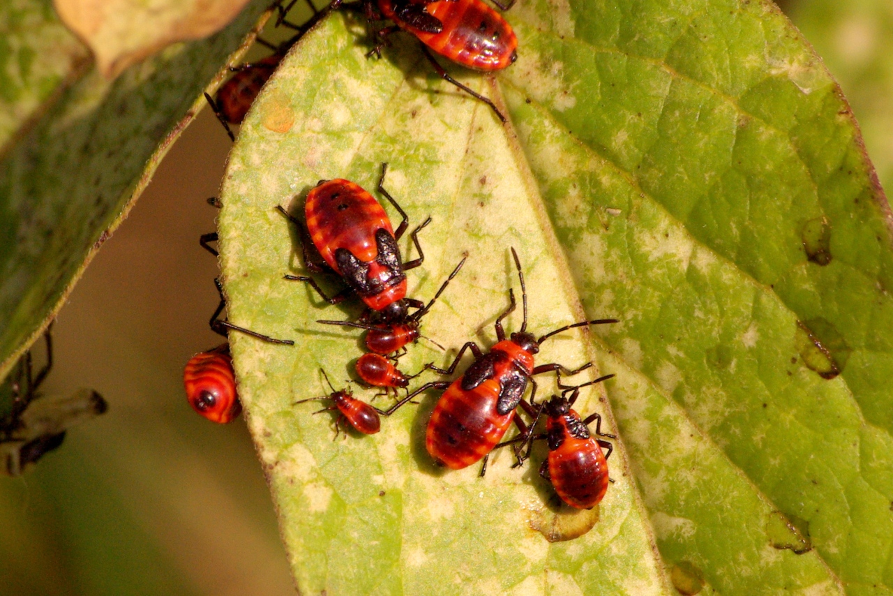 Tropidothorax leucopterus (Goeze, 1778) - Punaise de l'Asclépiade (larves)