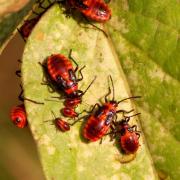 Tropidothorax leucopterus (Goeze, 1778) - Punaise de l'Asclépiade (larves)