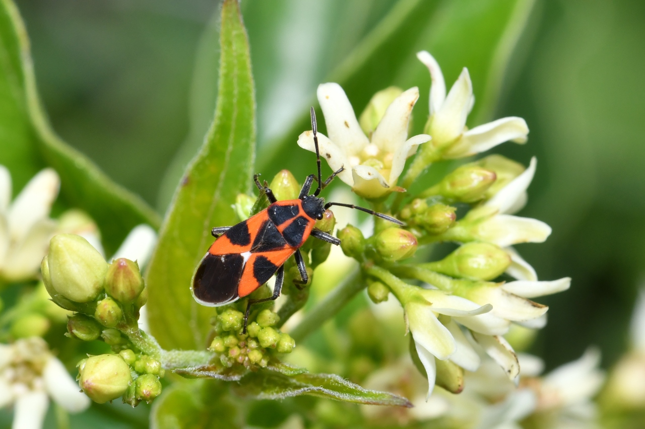 Tropidothorax leucopterus (Goeze, 1778) - Punaise de l'Asclépiade 