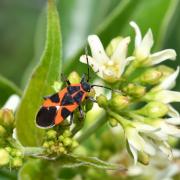 Tropidothorax leucopterus (Goeze, 1778) - Punaise de l'Asclépiade 