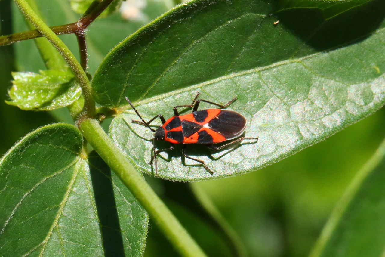 Tropidothorax leucopterus (Goeze, 1778) - Punaise de l'Asclépiade