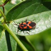 Tropidothorax leucopterus (Goeze, 1778) - Punaise de l'Asclépiade