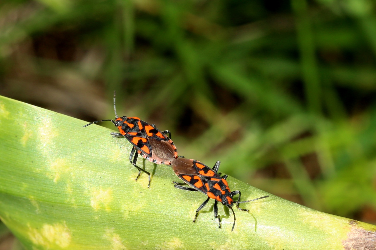 Spilostethus saxatilis (Scopoli, 1763) - Punaise à damier