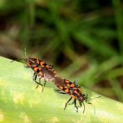 Spilostethus saxatilis (Scopoli, 1763) - Punaise à damier