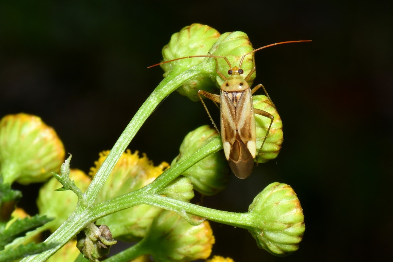 Adelphocoris lineolatus (Goeze, 1778) - Capside de la Luzerne 