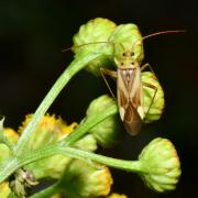 Adelphocoris lineolatus (Goeze, 1778) - Capside de la Luzerne 