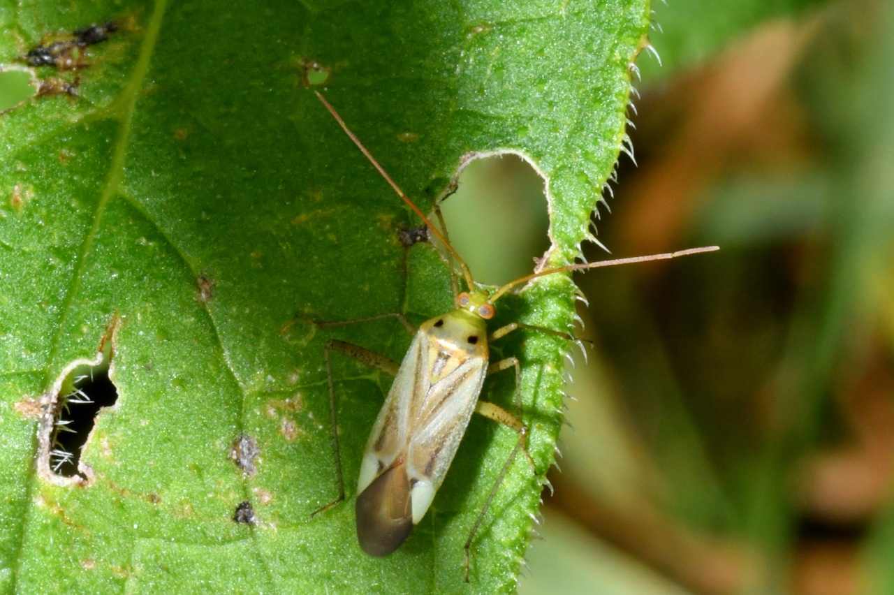 Adelphocoris lineolatus (Goeze, 1778) - Capside de la Luzerne