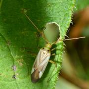 Adelphocoris lineolatus (Goeze, 1778) - Capside de la Luzerne