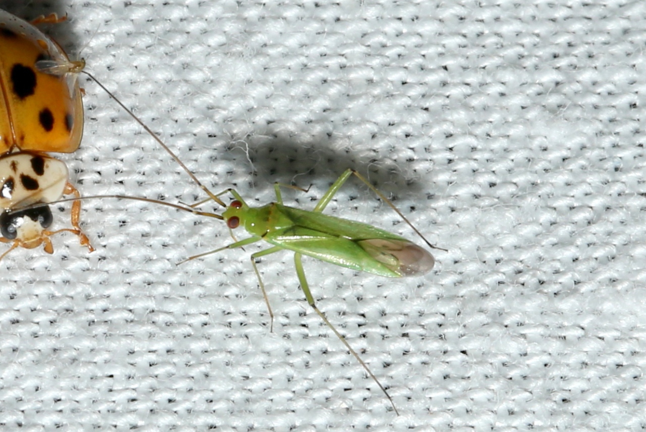 Blepharidopterus angulatus (Fallén, 1807) - Capside aux genoux noirs