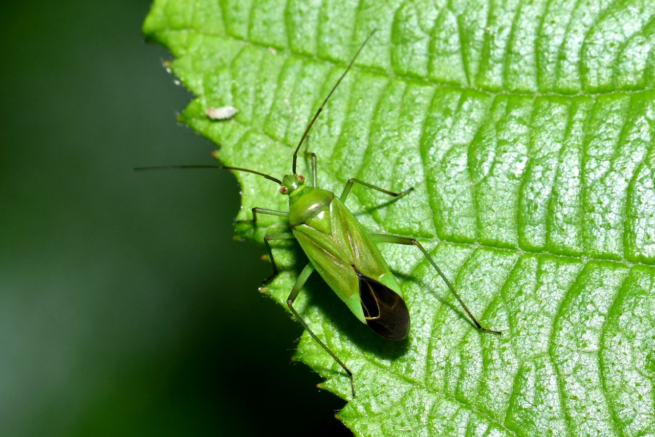 Calocoris affinis (Herrich-Schäffer, 1835) 