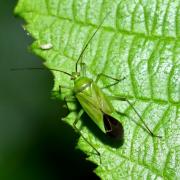 Calocoris affinis (Herrich-Schäffer, 1835) 